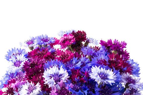 Bouquet Of Blue Cornflowers Isolated On White Background Space For