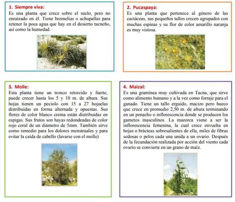 Details 100 Clases De árboles Y Sus Nombres Abzlocalmx
