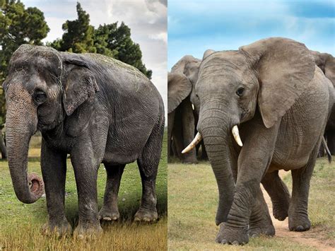 Asian And African Elephant Side By Side Types Of Elephants All About
