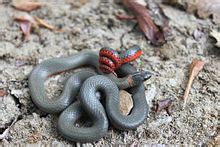 Characterized by mostly gray or black colouring, the southern ringneck usually has a red, yellow or orange underbelly in addition to the ring. Ring-necked snake - Wikipedia