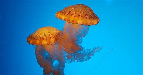 Jellies Monterey Bay Aquarium Album On Imgur