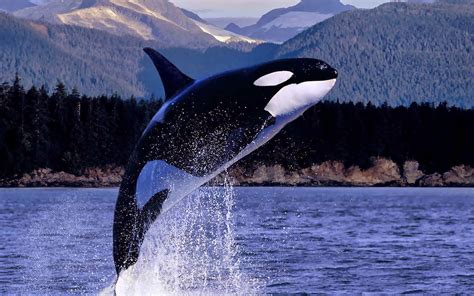 Bio 2274 The Gentle Killer Orcinus Orca Southern