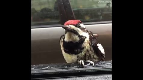 woodpecker hitches a ride youtube