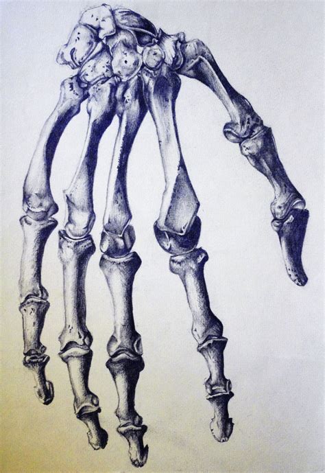 Drawing A Skeleton Hand Drawing Image