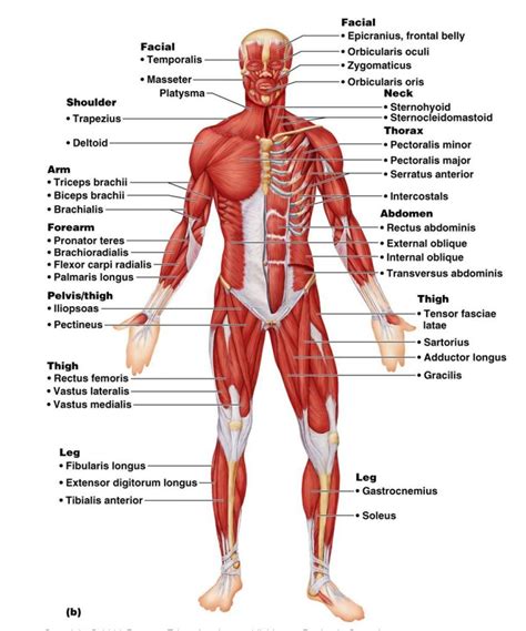 Labeled Human Body Koibana Info Human Muscle Anatomy Human Body