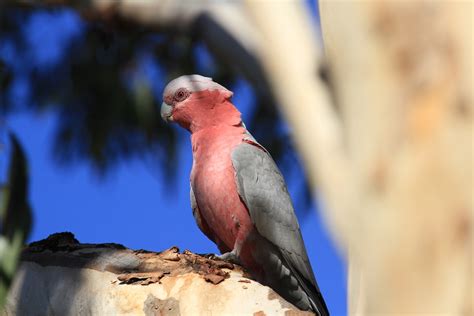 Everything You Need To Know About The Rose Breasted Cockatoo The Galah Bird Nature Blog Network