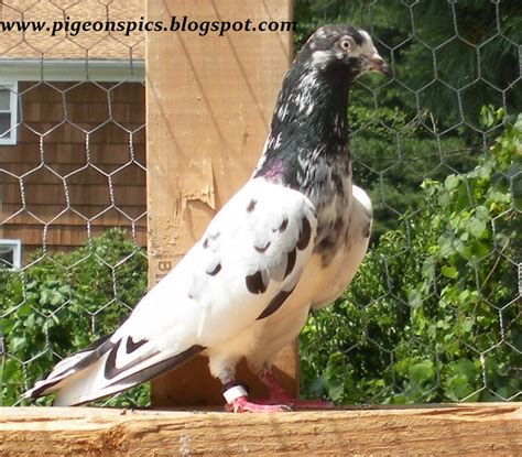 Top 3 Pakistani Tadi Pigeons Kabootar Pigeons Pics Latest Pigeons