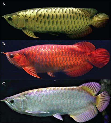 Daftar Ikan Yang Dilindungi Di Perairan Indonesia AquaAma