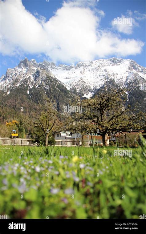 Spring Meadow House Garden With Fruit Trees In Front Of The Karwendel