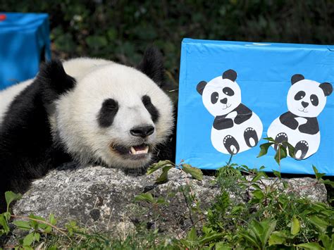 Panda Zwillinge Feierten Zweiten Geburtstag Im Wiener Tiergarten