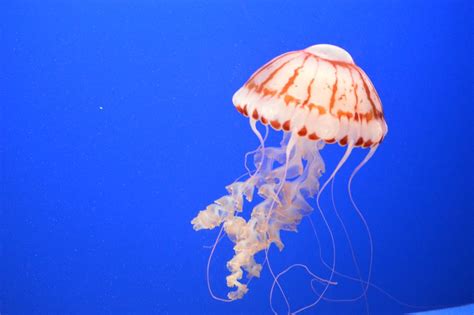 Jellyfish Floating In The Monterey Bay Aquarium Smithsonian Photo