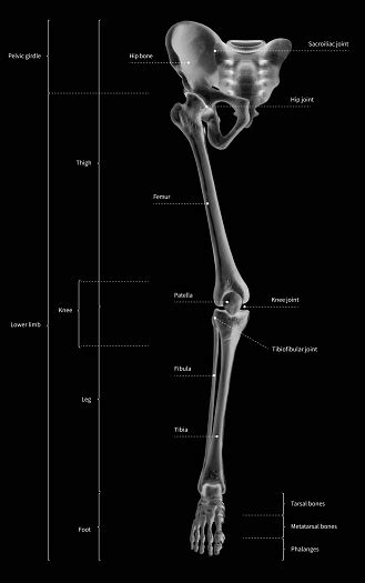The lower limb (excluding the foot and ankle) is made up of four bones; Infographic Diagram Of Human Skeleton Lower Limb Anatomy Bone System Or Leg Bone Anterior View ...