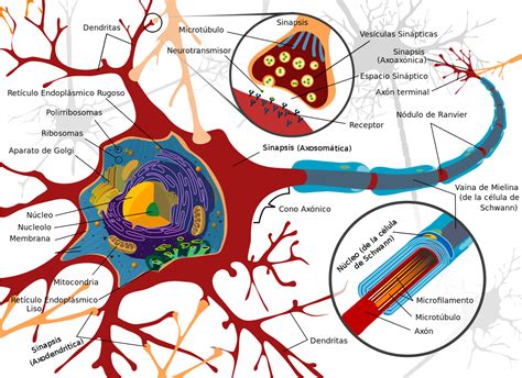 Anatomía Interna Y Externa De La Neurona