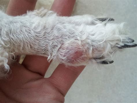 Boil Or Cyst On My Dogs Paw