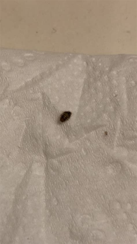 Found Small Fuzzy Bug In Bathroom Is It A Carpet Beetle Larvae R