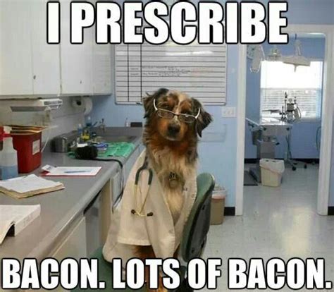 Bacon Doctor Dog Animal Memes Pinterest Bacon