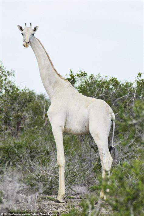 White Giraffes Are Spotted In Kenya And Captured On Video Daily Mail