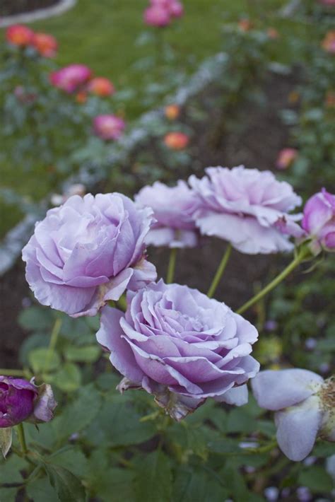 Lilac Roses Rose Flowers Lavender Roses
