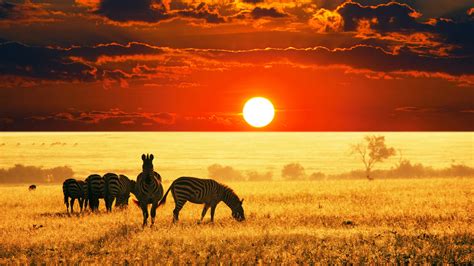 Sunset African Savanna 4K Wallpapers | HD Wallpapers | ID #29629