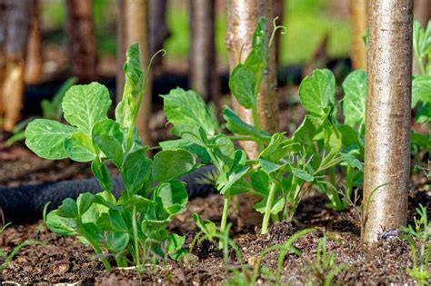 How And When To Plant Peas — Cool Season Gardens Growfully