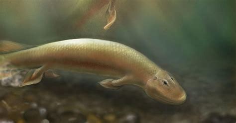 Strange Ancient Fish Had Front And Back Legs Cbs News