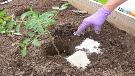 See What Happens When You Add Epsom Salt To Your Plants