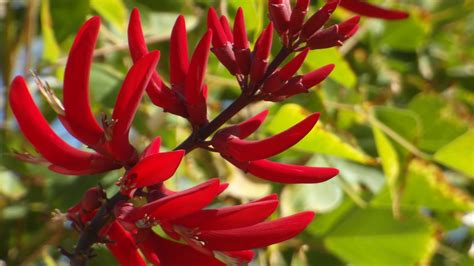 Erythrina Echter Korallenbaum Erythrina Corallodendron Flickr