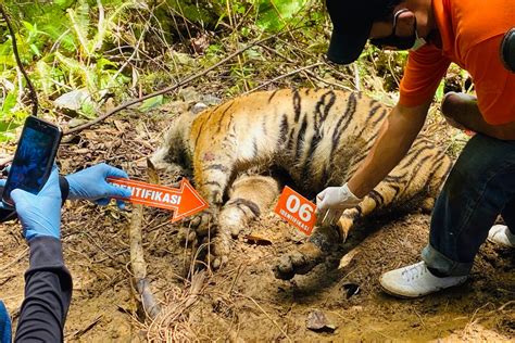 3 Endangered Sumatran Tigers Found Dead In Indonesia The Independent