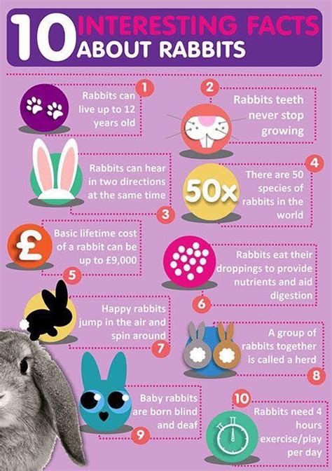 Rabbit Facts Pet Bunny Rabbits Rabbit Facts Bunny Care