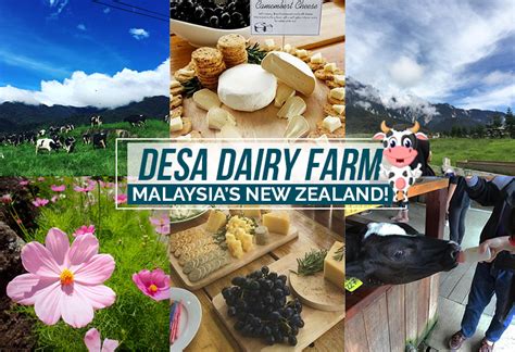 You can buy fresh milk at the souvenir shop (plain or chocolate), enjoy gorgeous. Enjoy a Piece of New Zealand at DESA Dairy Farm in ...