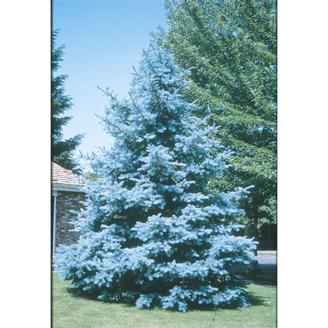 1025 Gallon Bacheri Blue Spruce Feature Tree Lw02136 At