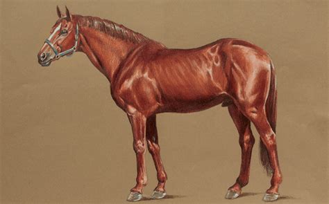 Colored Pencil Animals: How to Draw a Horse Streaming ... How to draw a horse running.