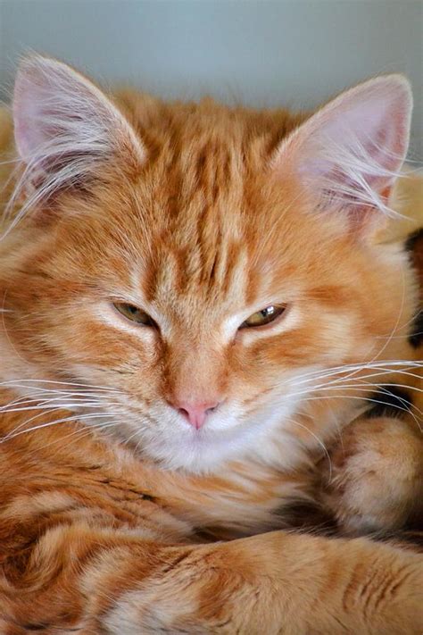 Ginger Kitty Photograph By Vickie Hull Fine Art America