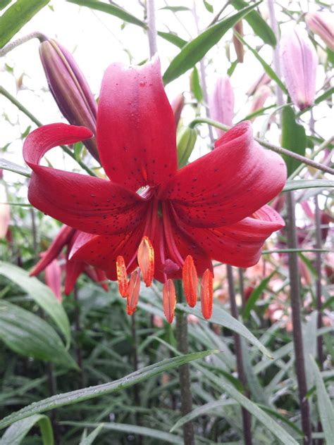 Tiger Lily Red Flavour 3 Bulbplants Gorgeous Flowers