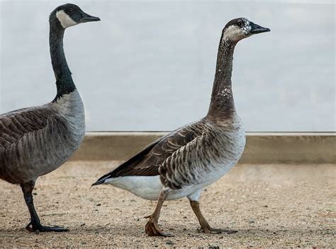 Canada X Swan Goose Hybrid Branta Canadensis X Anser Cygn Flickr