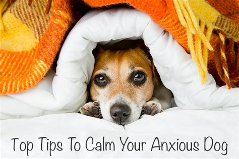 How Do You Calm An Anxious Dog