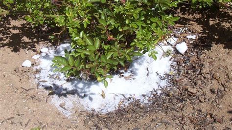 You can use epsom salt with any plant but avoid its use for sage varieties. See What Happens When You Add Epsom Salt to Your Plants ...