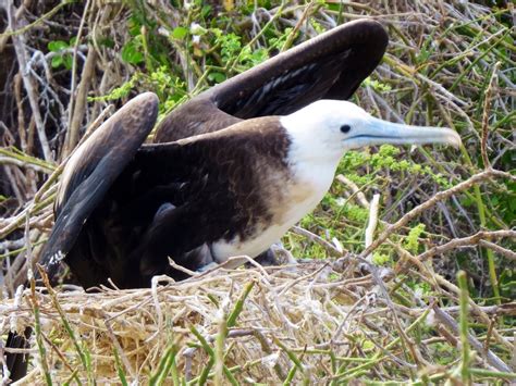 Frigate Birds Of The Galapagos Islands Great And Magnificent