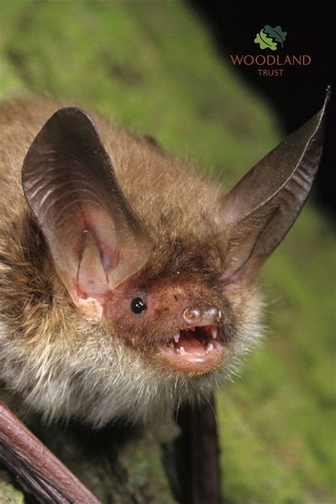 Bechsteins Bat Myotis Bechsteinii Fact File British Mammals Bat