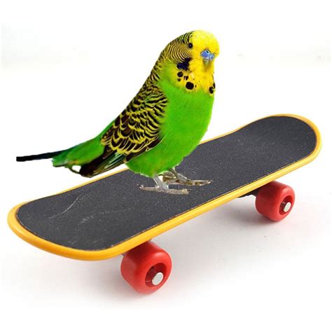 Parrot Toy Bird Intelligence Training Funny Mini Skateboard Toys 2pc