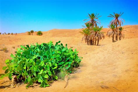 Palm Tree Sahara Desert Stock Images Download 2139 Royalty Free Photos