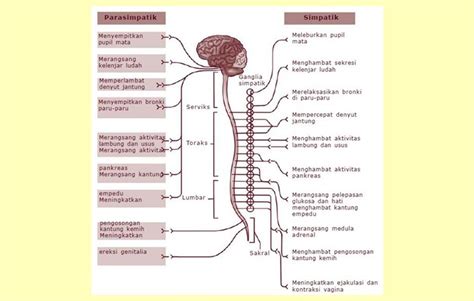 Sistem Saraf Simpatis Dan Saraf Parasimpatis Markas Belajar