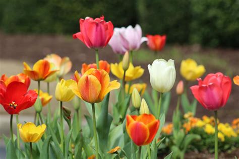 Red And Yellow Tulips In Bloom · Free Stock Photo