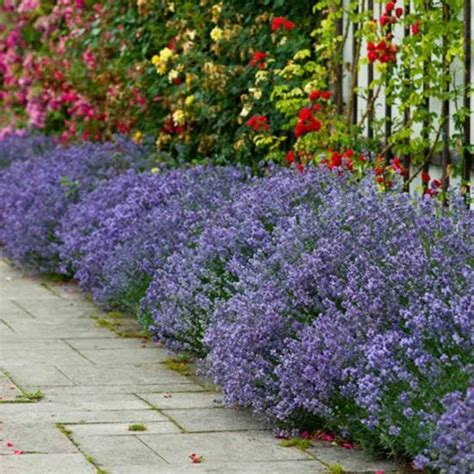 Yougarden Lavender Munstead X 12 Plug Plants Robert Dyas