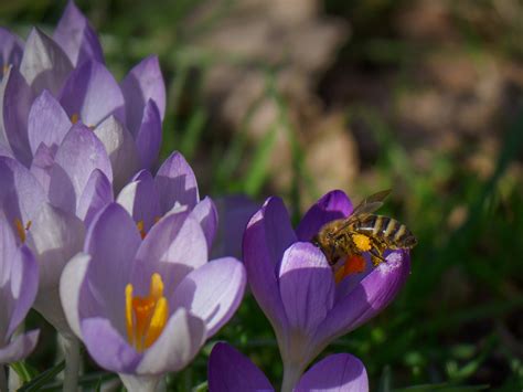 Der Frühling Kommt Spring Comes Llega La Primavera Flickr