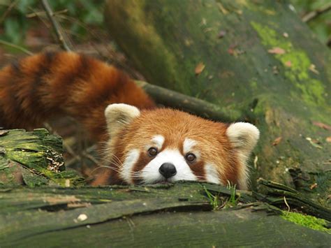 Red Panda Woodland Park Zoo Seattle Wa Christine Lind Cole Flickr