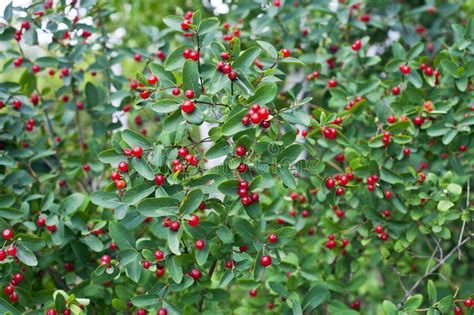 Red Berries Stock Image Image Of Plants Shrubs Leaves 60487357
