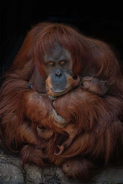 Critically Endangered Orangutan Born At The Zoo Chester Zoo