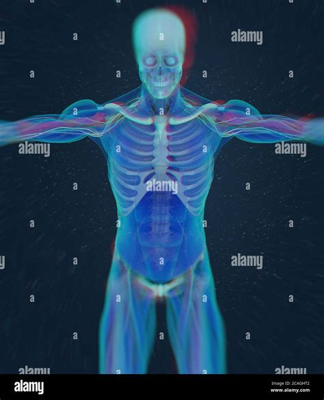 Humerusknochen Menschliche Anatomie Skelettsystem 3d Illustration