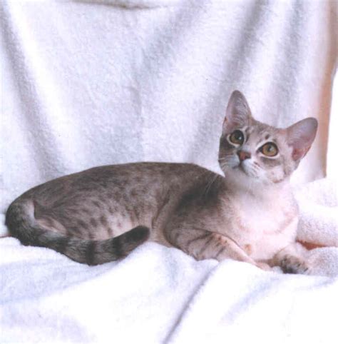 Australian Mist Info Personality Care Kittens Pictures